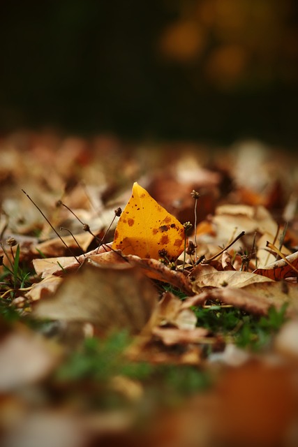 新奥尔良鹈 新奥尔良鹈